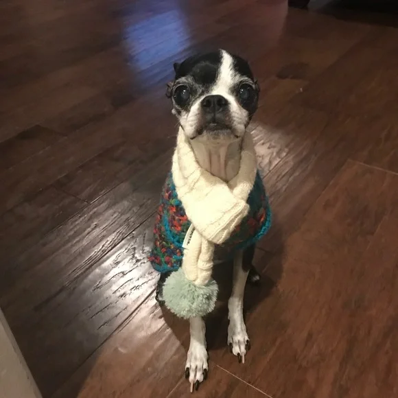 Handmade Colorful Crocheted Dog Sweater - Picture 6 of 6